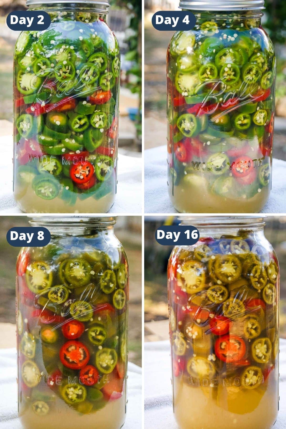 natural fermentation of jalapenos | how to make lacto-fermented jalapeno peppers