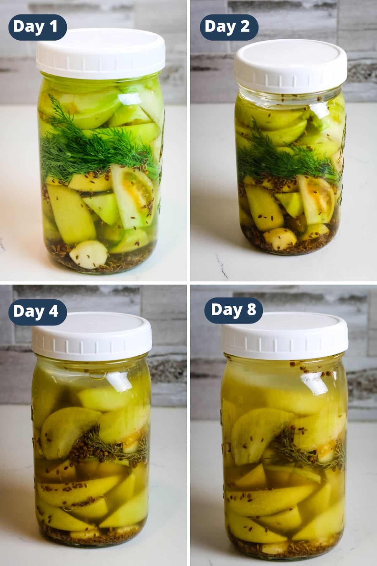 transformation of lacto fermented tomatoes over a period of 8 days.