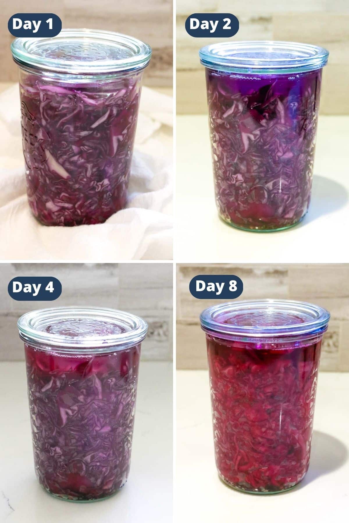 fermentation timeline collage of red cabbage sauerkraut.