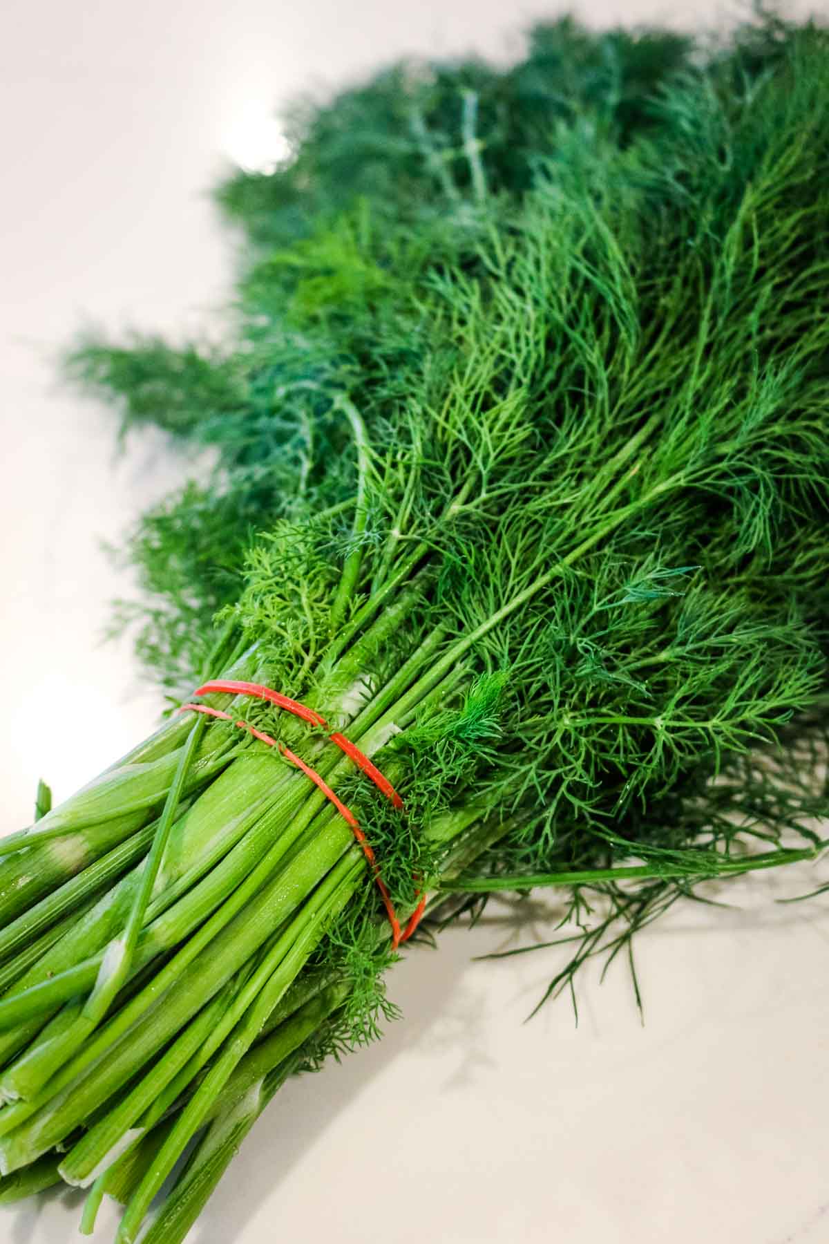 fresh dill with red rubberband around the stems in a post on how to cut fresh dill