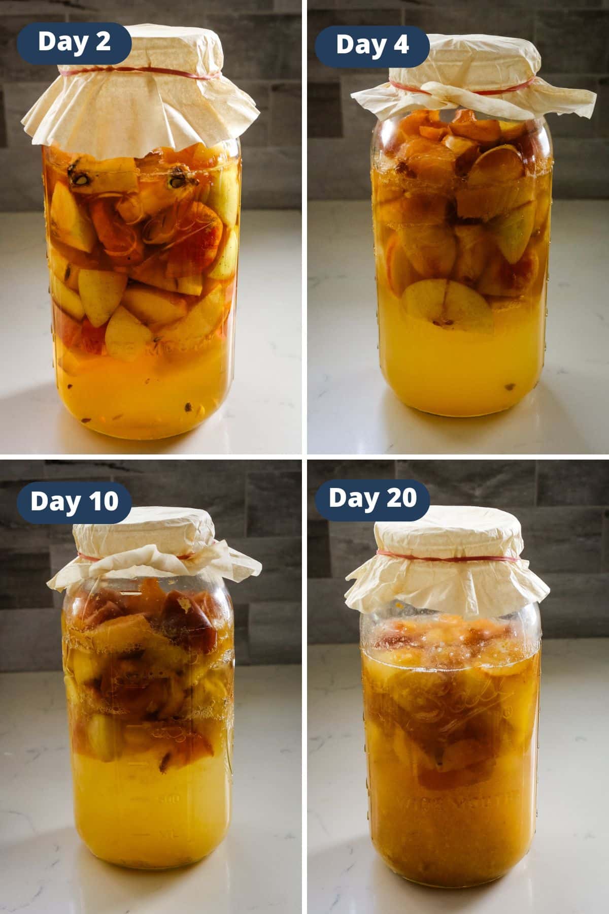 large glass jar filled with chopped apples and liquid for fermentation, covered with paper and secured with a rubber band.